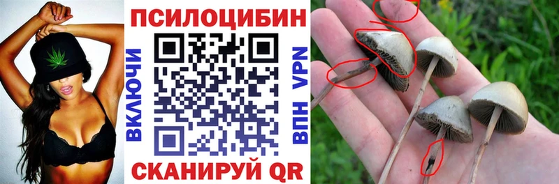 Псилоцибиновые грибы Psilocybine cubensis  Купить где  Вилючинск 